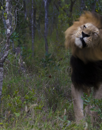 Kruger Male Lion Kruger Male Lion