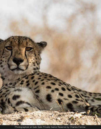 10712599 743594545688199 5675505197277184026 O