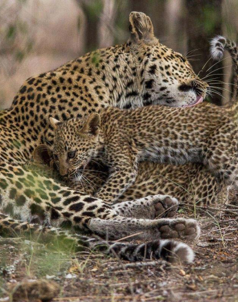 26Franscois Rosslee Ingwelbc