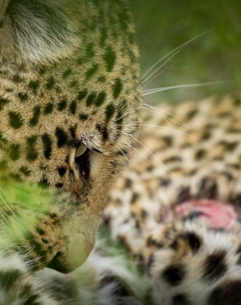 15Pravir Patel Leopard03 150316 15Pravir Patel Leopard03 150316