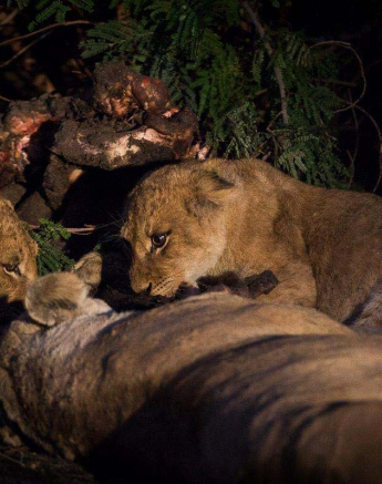 01Franscois Rosslee Lions 1 Of 1