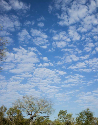 08Sheldon Hooper Elephants Walking In The Sky 08Sheldon Hooper Elephants Walking In The Sky