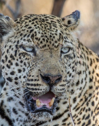 19Franscois Rosslee Kashane 290817 4 Final