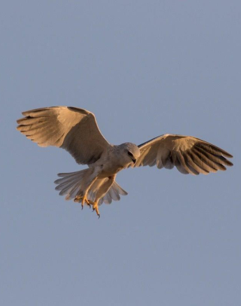 22Franscois Rosslee Blackshoulderdkite1 1 Of 1 Final 22Franscois Rosslee Blackshoulderdkite1 1 Of 1 Final