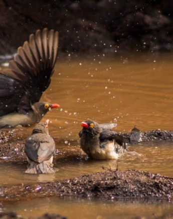 18Frederik Aucamp Red Billed Oxpecker Final 18Frederik Aucamp Red Billed Oxpecker Final