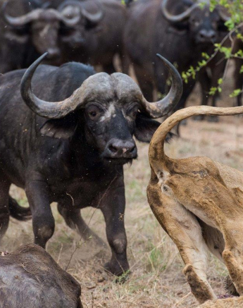 15Terry Ennever Lion Buffalo 14 Final 15Terry Ennever Lion Buffalo 14 Final