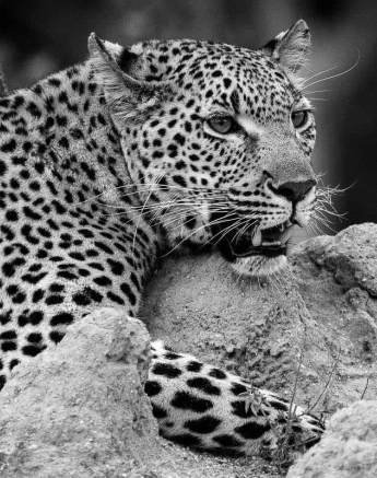 04Kevan Dobbie Kigelia 190318 2 Final