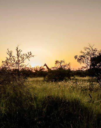 01Kevan Dobbie Giraffe Sunrise 290418 Final 01Kevan Dobbie Giraffe Sunrise 290418 Final