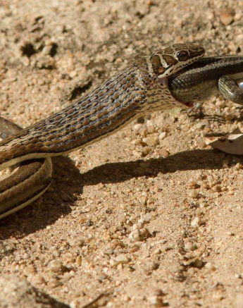 25Daniel Polakow Western Stripe Bellied Sandsnake Final 25Daniel Polakow Western Stripe Bellied Sandsnake Final