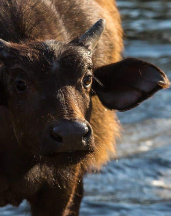 14Kevan Dobbie Buffalo Calf 040918 2 Final 14Kevan Dobbie Buffalo Calf 040918 2 Final
