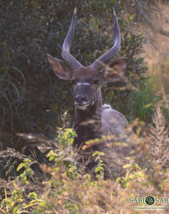 02Kevan Dobbie Nyala 230519 2 Final