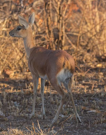 08Frederik Aucamp Steenbok 03 09 2019 6 Final