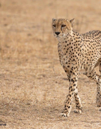 11Tyron Van Der Walt Male Cheetah 26092019 1 Final 11Tyron Van Der Walt Male Cheetah 26092019 1 Final