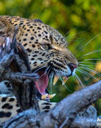 17andries Ndlovu Leopard Kugilia 291119 4 Final 17andries Ndlovu Leopard Kugilia 291119 4 Final