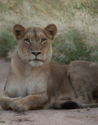 48Tyron Van Der Walt Sp 31032020 1 Final 48Tyron Van Der Walt Sp 31032020 1 Final