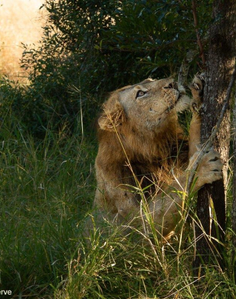 26Amy Leigh Lion 2 160521 Final