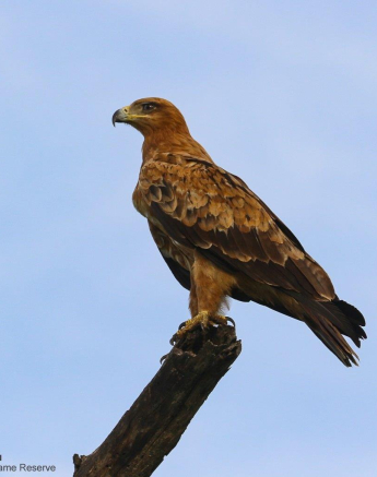 44andries Ndlovu Tawny Eagle 27.12.19 Final 44andries Ndlovu Tawny Eagle 27.12.19 Final