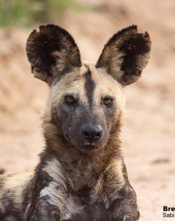 02Brett Heasmna Wild Dogs 14042020 1 Final