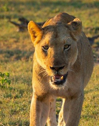 14andries Lioness.styx 071120 8 Final 14andries Lioness.styx 071120 8 Final