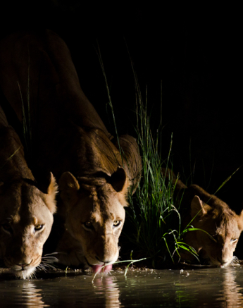 Southern Pride Drinking Southern Pride Drinking