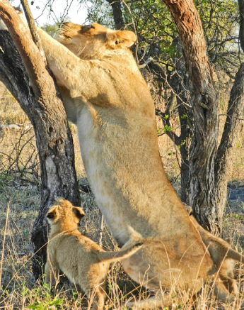 Lioness Scratching Post Lioness Scratching Post