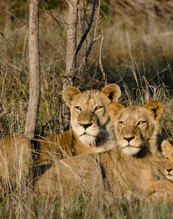 Sabi Sabi Photography 23 Sabi Sabi Photography 23