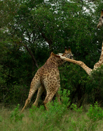 Giraffe8 Sabi Giraffe8 Sabi