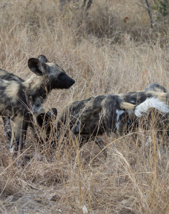 Wild Dogs 1 Wild Dogs 1