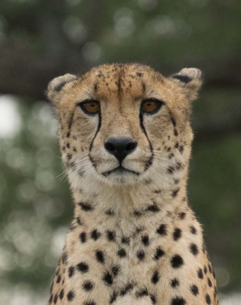 Courtney Dalziel Cheetah Head 2 Courtney Dalziel Cheetah Head 2