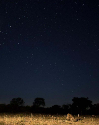 01Sheldon Hooper Lions After Dark 3 01Sheldon Hooper Lions After Dark 3