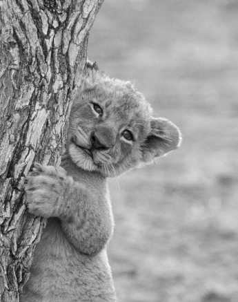 33Kyle SP Cubs In Tree 2 Final 33Kyle SP Cubs In Tree 2 Final
