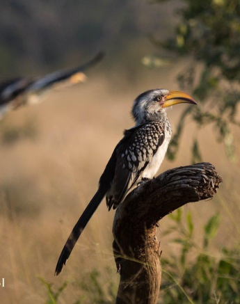 32Kevan Dobbie YB Hornbill 01 Final