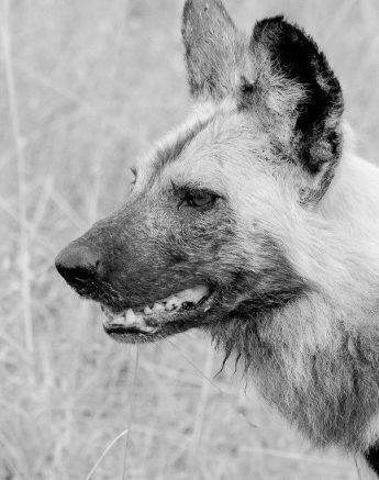 18Greg Heasman African Wild Dog 3 Final 2 18Greg Heasman African Wild Dog 3 Final 2