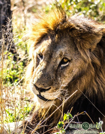 17Greg Heasman Male Lion 2 Final 17Greg Heasman Male Lion 2 Final
