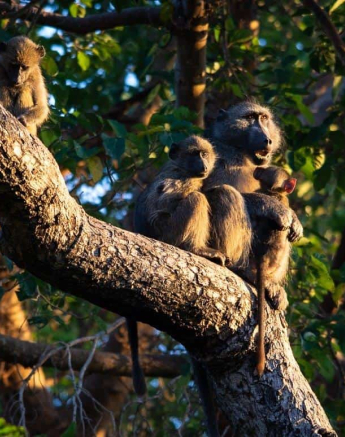 24Kerry Lee Roberg Baboons Final 24Kerry Lee Roberg Baboons Final