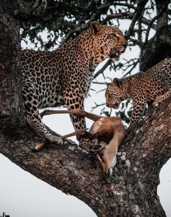 08Kerry Lee Roberg Little Bush Cub Final 08Kerry Lee Roberg Little Bush Cub Final