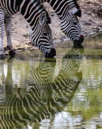 37Louise Murray Zebra Reflection 10112018 2 Final 37Louise Murray Zebra Reflection 10112018 2 Final