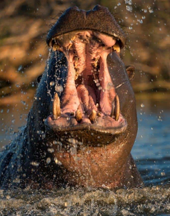 33Francois Malan Hippo 2018903 3 Of 4 Final 33Francois Malan Hippo 2018903 3 Of 4 Final