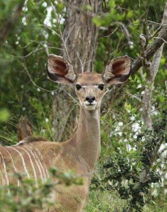 20Steff McWilliam Kudu 26 03 19 Edit Final 20Steff McWilliam Kudu 26 03 19 Edit Final