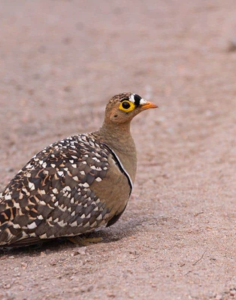 45Frederik Aucamp Double Banded Sandgrouse 18 04 2019 Final 45Frederik Aucamp Double Banded Sandgrouse 18 04 2019 Final