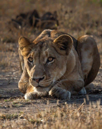 06Kerry Lee Roberg SP Young Female Final 06Kerry Lee Roberg SP Young Female Final