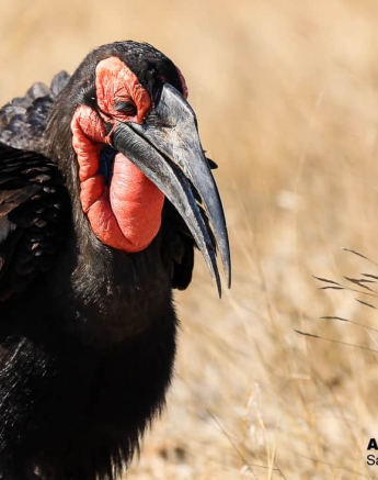 07Ally Ross Southern Gound Hornbill 01  Final 07Ally Ross Southern Gound Hornbill 01  Final