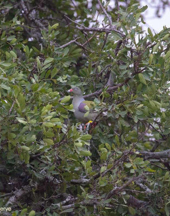 02Frederik Aucamp African Green Pigeon 03 09 2019 Final