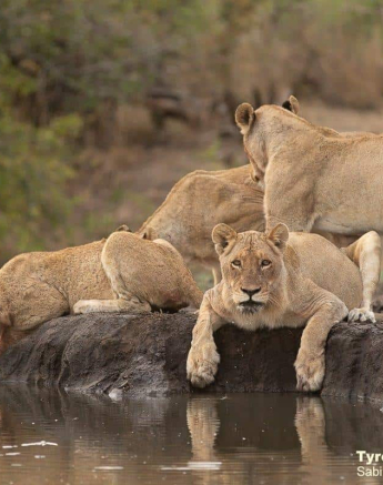 34Tyron Van Der Walt Mangheni Pride 04112019 2 Final 34Tyron Van Der Walt Mangheni Pride 04112019 2 Final