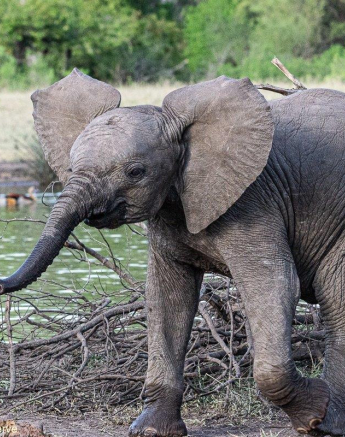 34ronald Mutero Elephant 13112020 2 Final