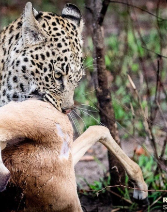 36ronald Mutero River Rocks Female 19062021 3 Final 36ronald Mutero River Rocks Female 19062021 3 Final