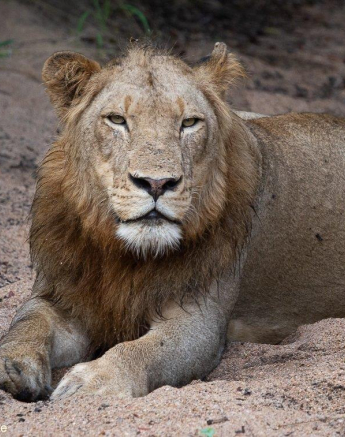 A29ronald Mutero Uknown Lions 12042022 Final