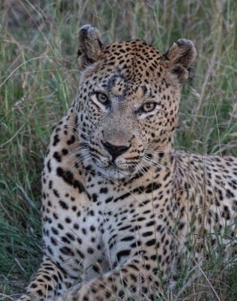 05Greg Heasman Max 14042020 Final