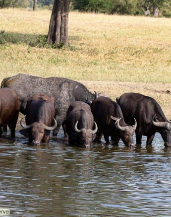 18Greg Heasman Buffalo 24032020 Final