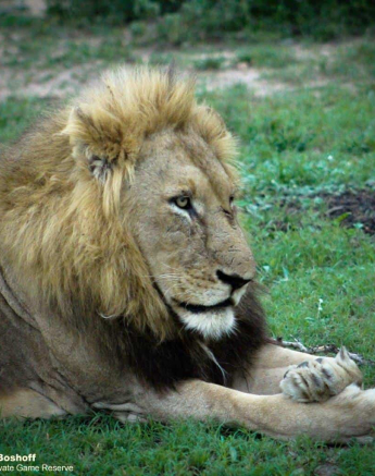 15Rebecca Boshoff Lions Roar 1 05.12.2020 Edit Final 15Rebecca Boshoff Lions Roar 1 05.12.2020 Edit Final